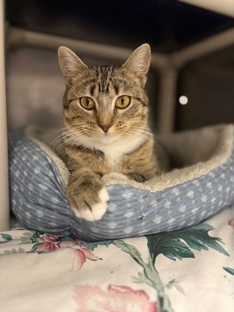 Enlarge Bindi, a Adoptable mixed breed in Ladysmith, WI image 2/4