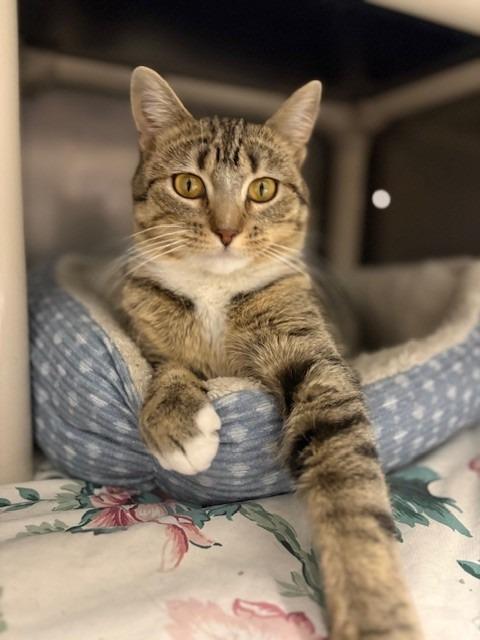 Enlarge Bindi, a Adoptable mixed breed in Ladysmith, WI image 3/4