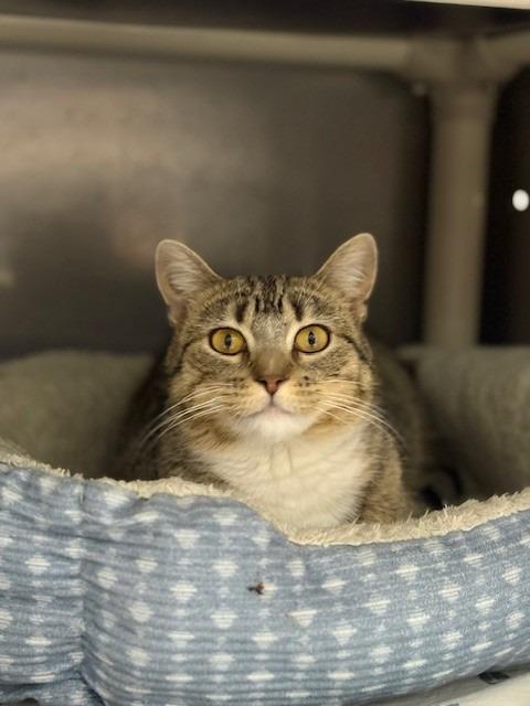 Bindi, Adoptable, Young Female Domestic Short Hair.