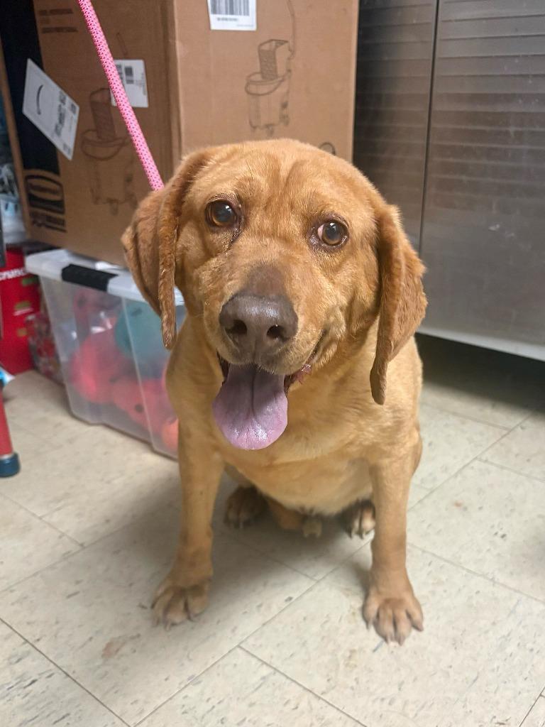 Enlarge Brownie Sundae, a Adoptable mixed breed in Chillicothe, OH image 1/1