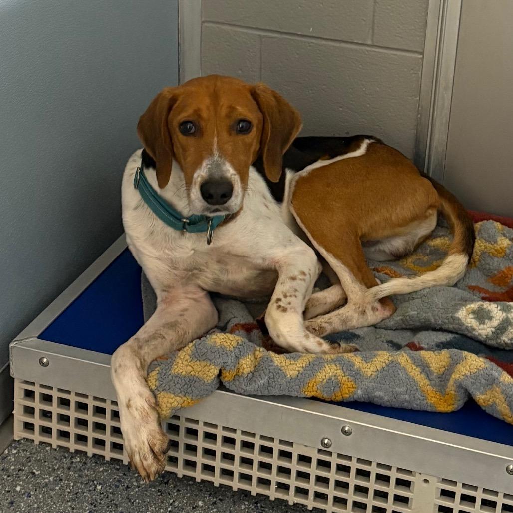 Raleigh, Adoptable, Adult Male Treeing Walker Coonhound.