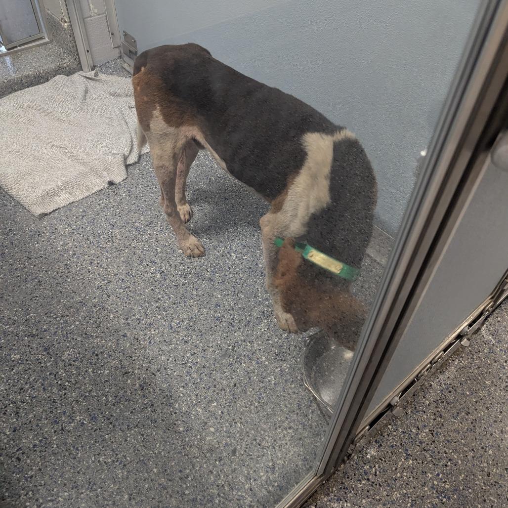 Raleigh, a Adoptable Treeing Walker Coonhound in Charlottesville, VA image 2/6