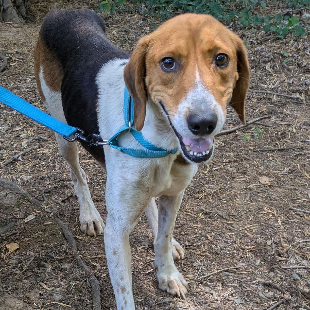 Raleigh, a Adoptable Treeing Walker Coonhound in Charlottesville, VA image 3/6