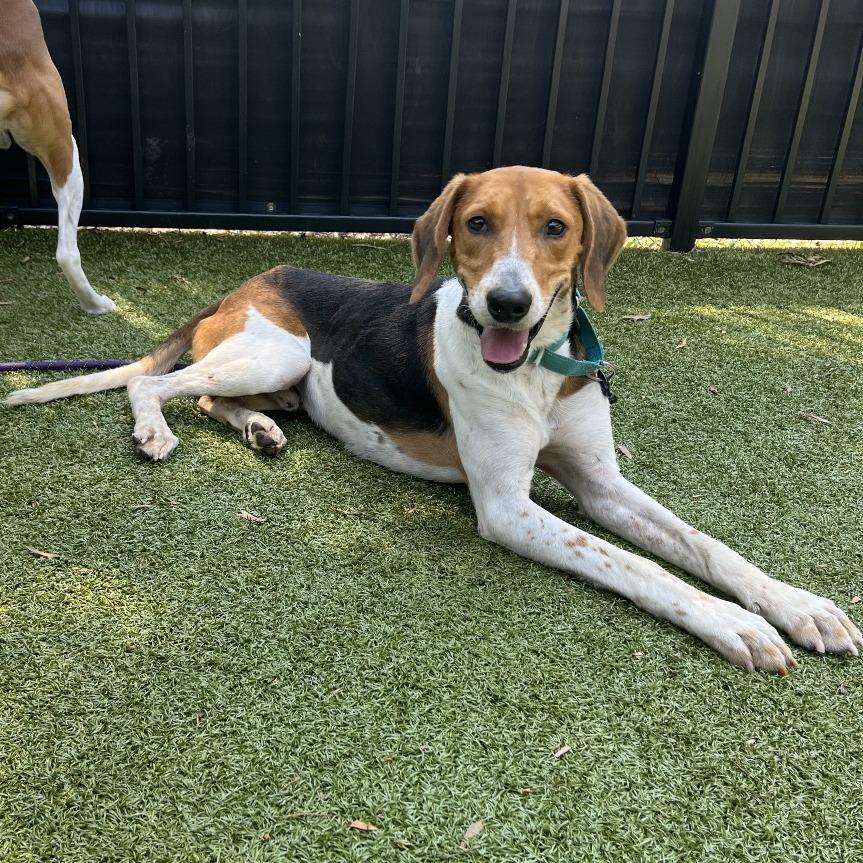 Enlarge Raleigh, a Adoptable Treeing Walker Coonhound in Charlottesville, VA image 3/6
