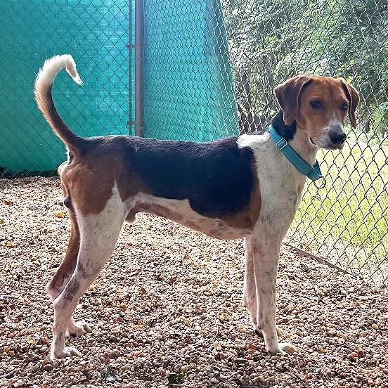 Raleigh, a Adoptable Treeing Walker Coonhound in Charlottesville, VA image 4/6