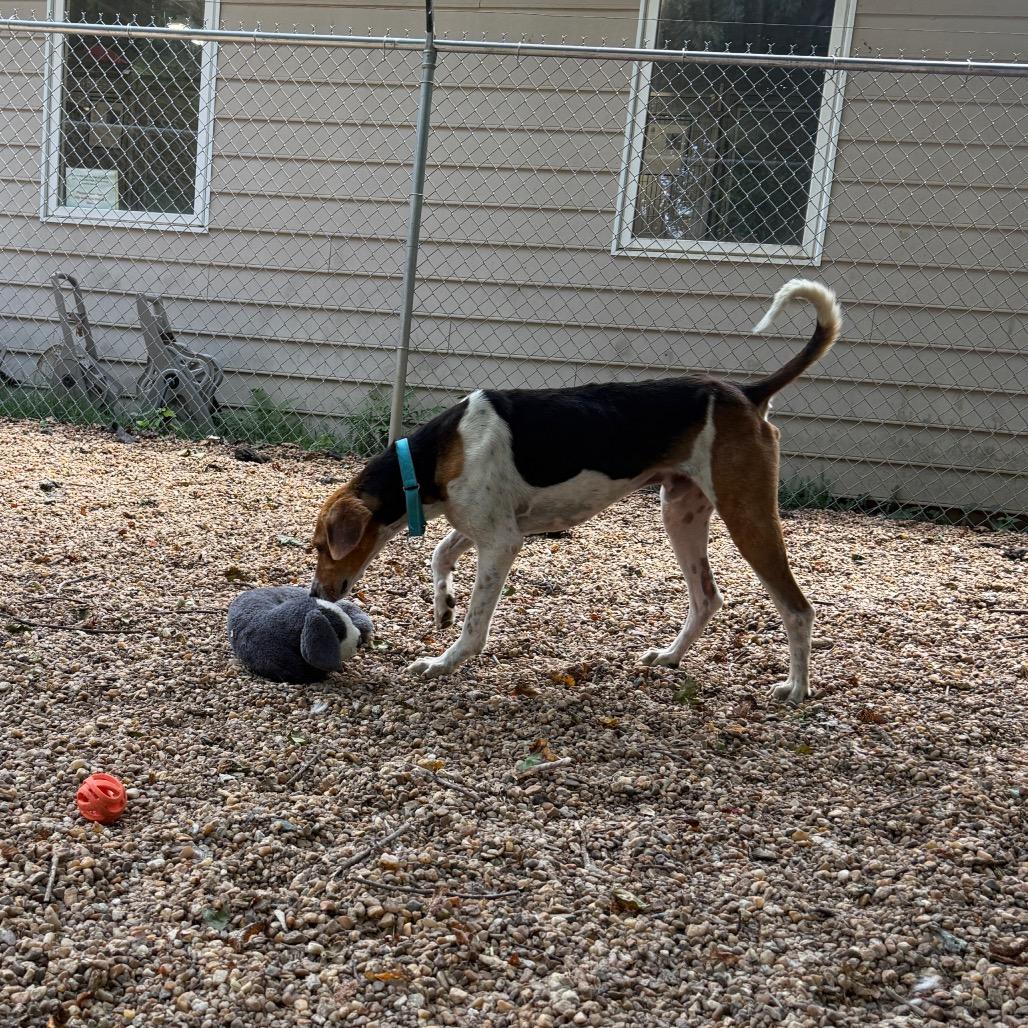 Raleigh, a Adoptable Treeing Walker Coonhound in Charlottesville, VA image 5/6
