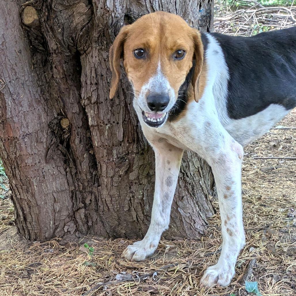 Raleigh, a Adoptable Treeing Walker Coonhound in Charlottesville, VA image 6/6