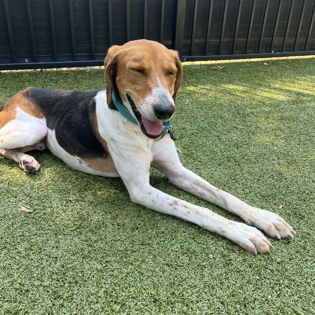 Enlarge Raleigh, a Adoptable Treeing Walker Coonhound in Charlottesville, VA image 6/6