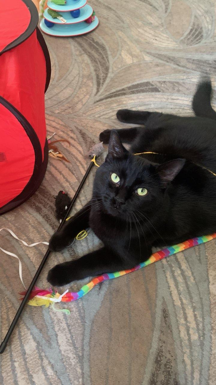 George, ADOPTABLE, Adult Male Domestic Short Hair.