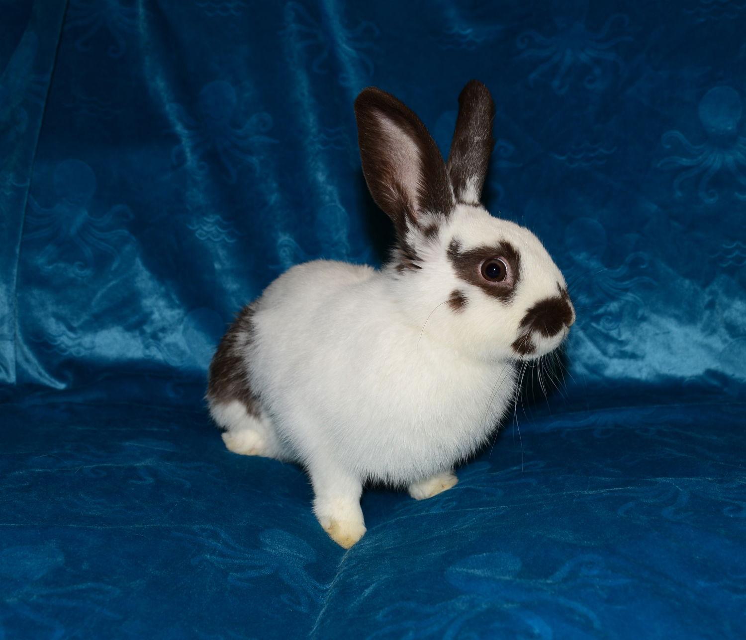 Teardrop, Adoptable, Young Female English Spot.