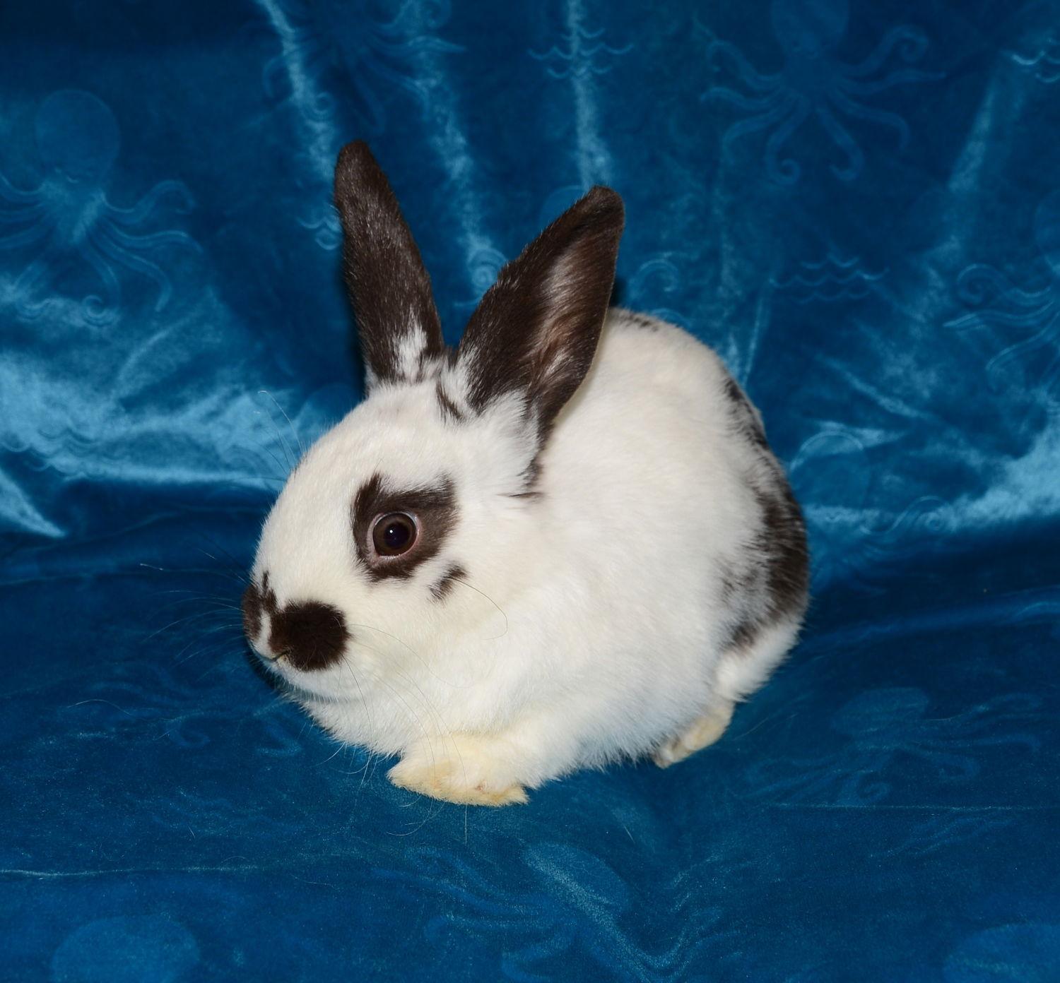 Enlarge Teardrop, a Adoptable English Spot in Chesterfield, MO image 2/3