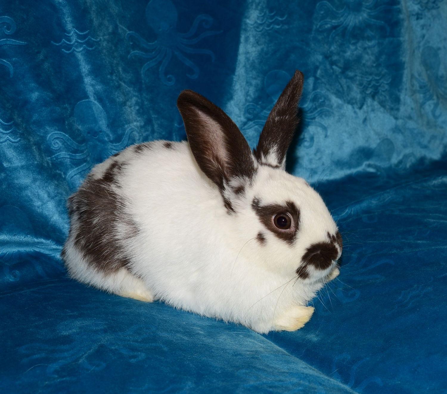 Enlarge Teardrop, a Adoptable English Spot in Chesterfield, MO image 3/3