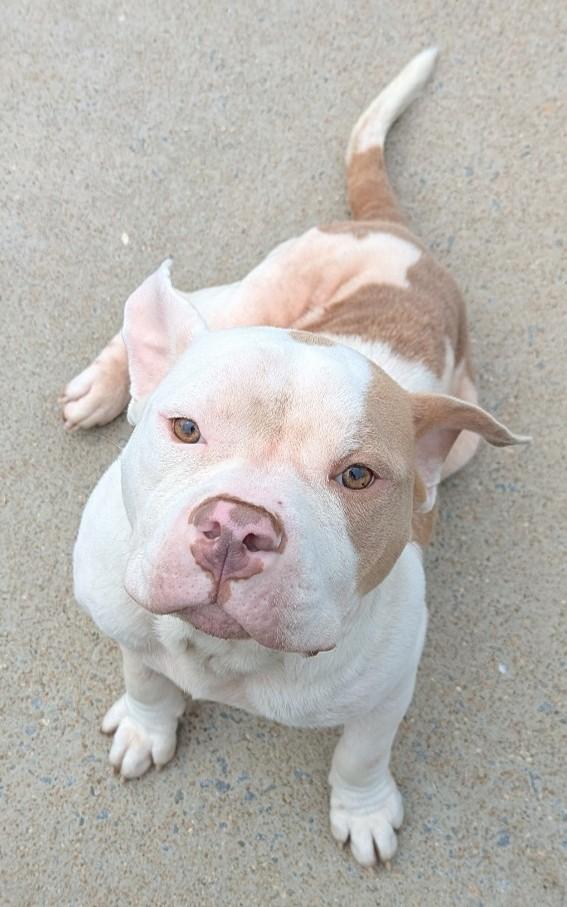 Enlarge Toad, a ADOPTABLE mixed breed in Suffolk, VA image 1/1