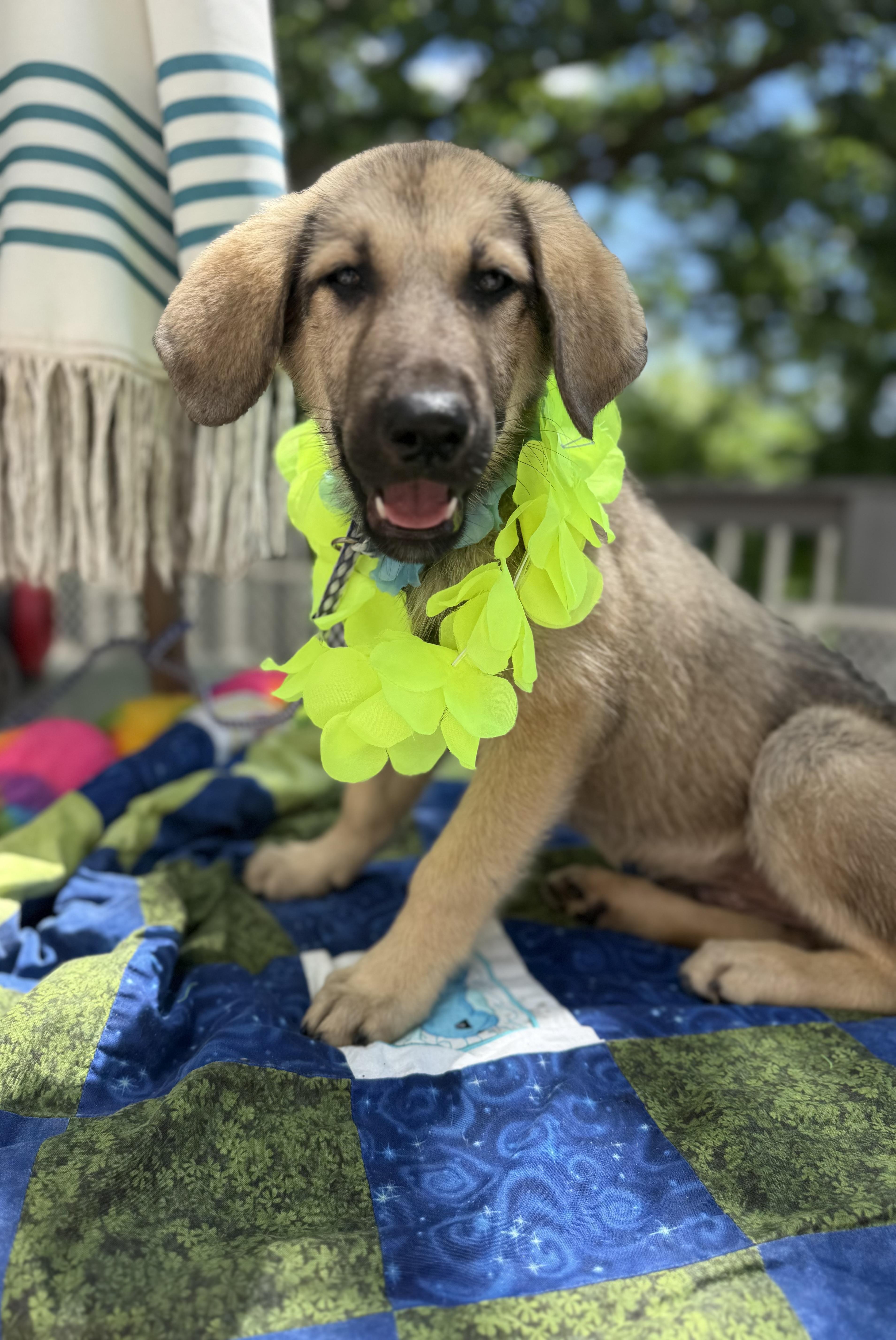 Enlarge Elvis, a ADOPTABLE mixed breed in White Lake, MI image 1/5