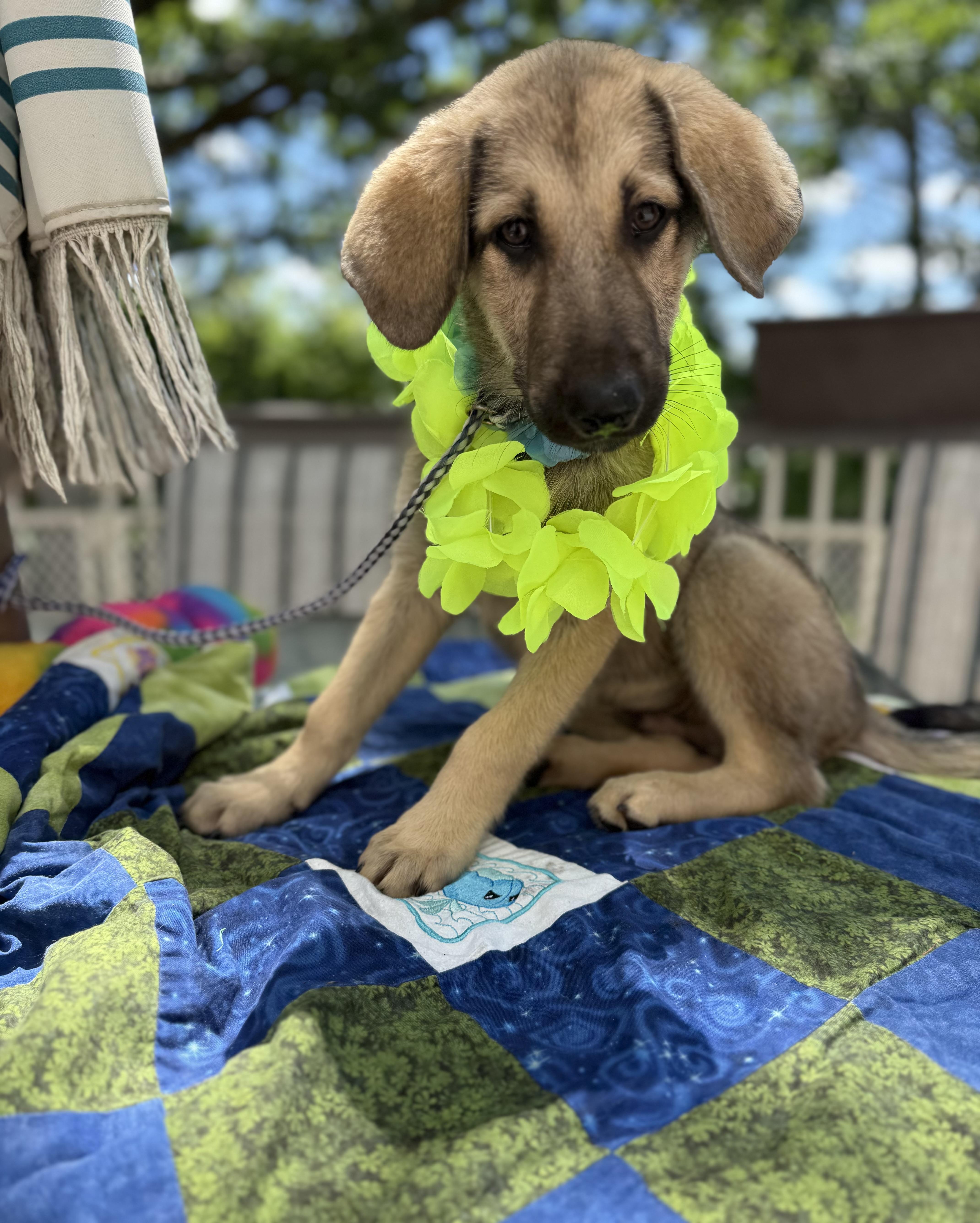 Enlarge Elvis, a ADOPTABLE mixed breed in White Lake, MI image 3/5