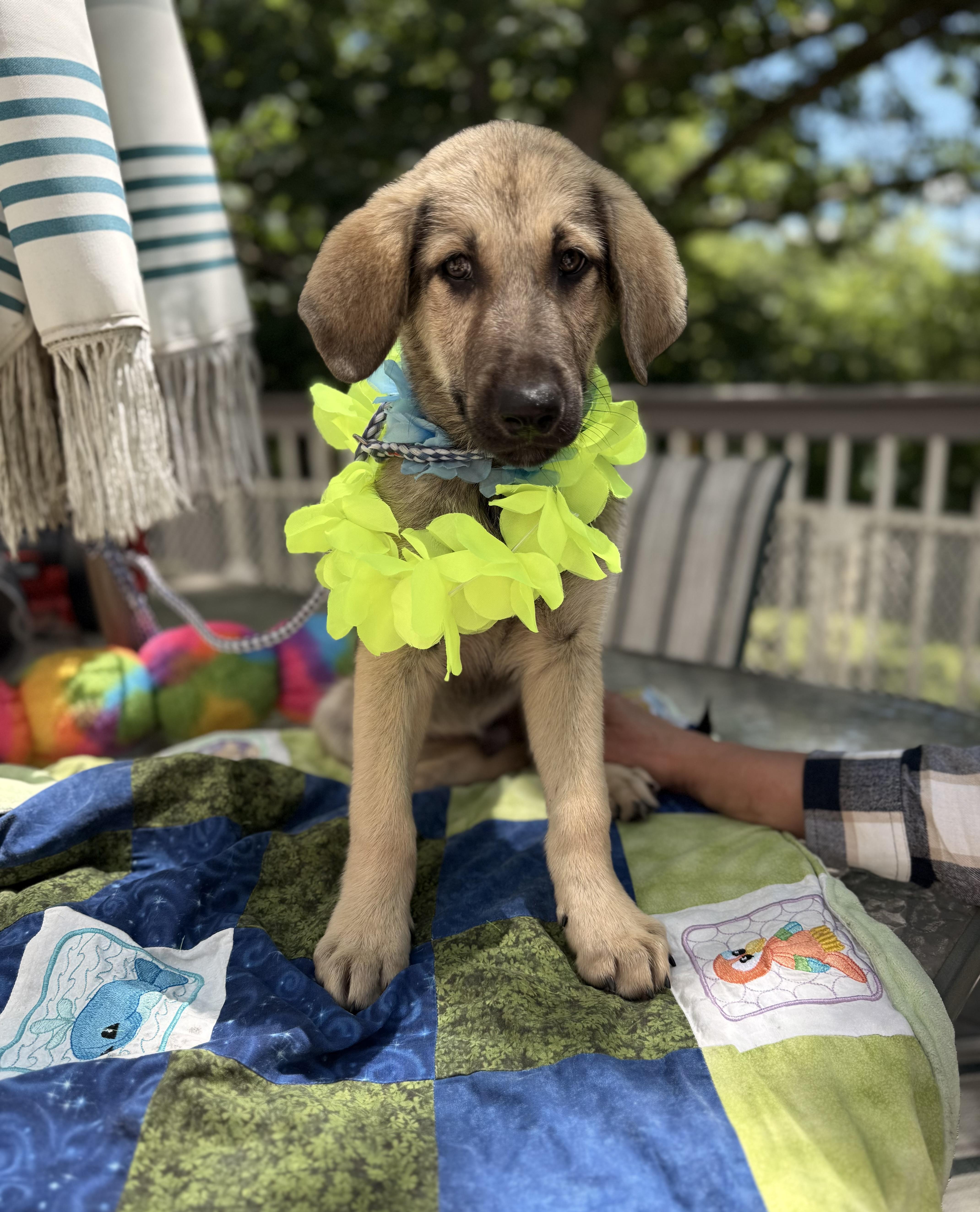 Enlarge Elvis, a ADOPTABLE mixed breed in White Lake, MI image 5/5