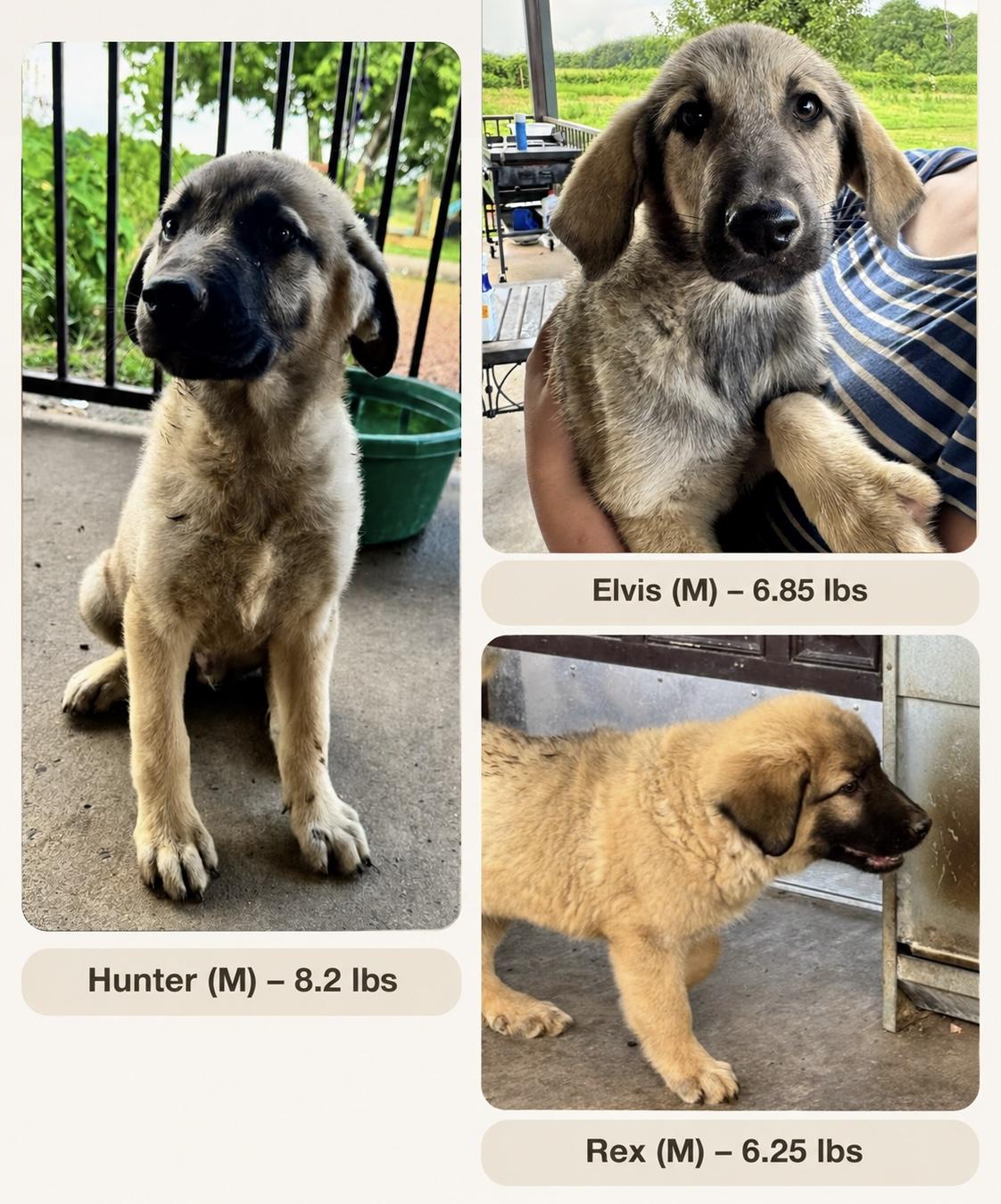 Enlarge Elvis, a ADOPTABLE mixed breed in White Lake, MI image 2/5