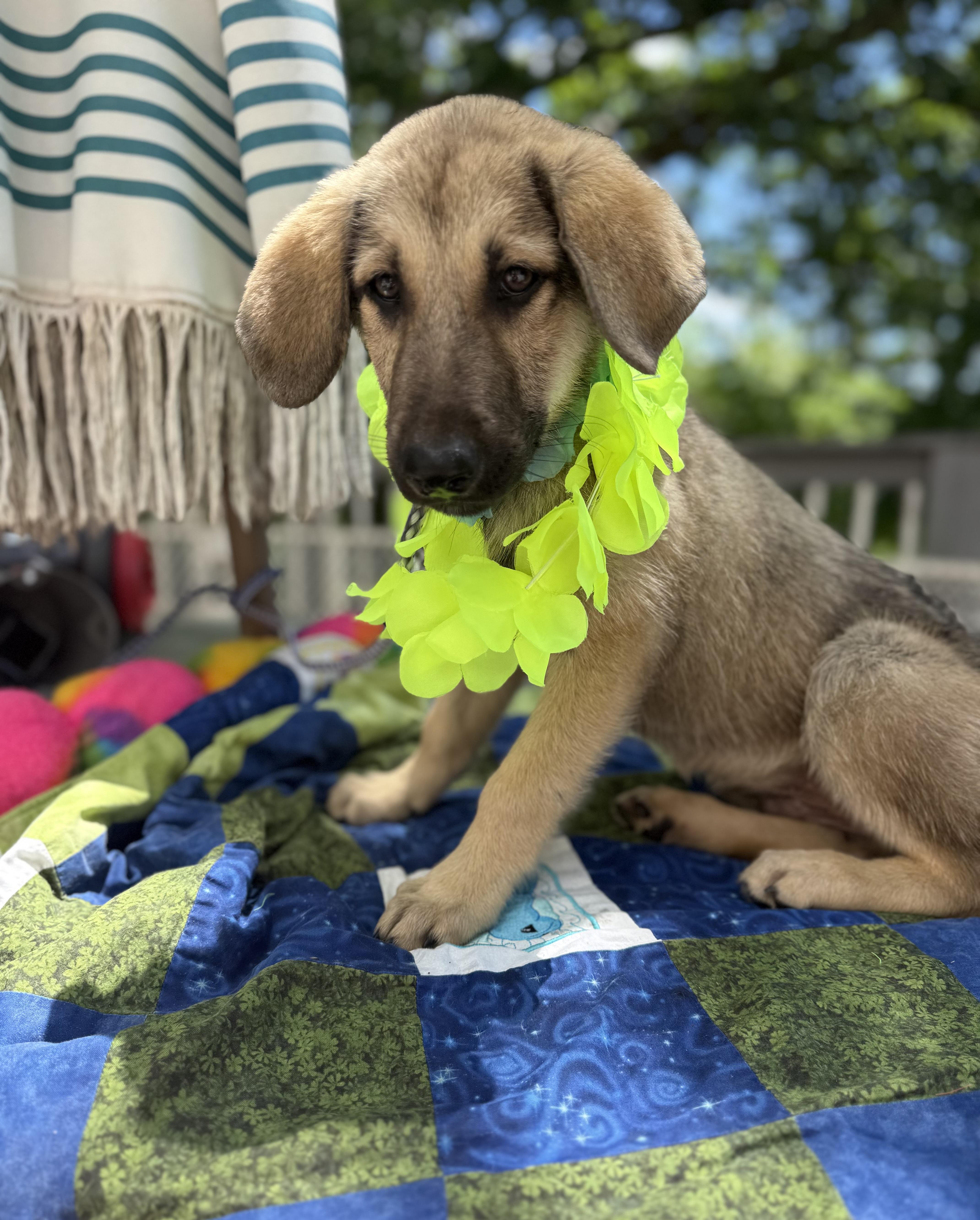 Enlarge Elvis, a ADOPTABLE mixed breed in White Lake, MI image 4/5
