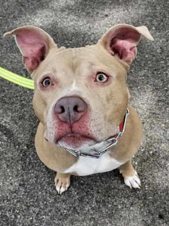 Mina, a Adoptable Pit Bull Terrier in Roselle, IL image 1/3