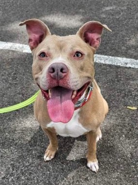 Mina, a Adoptable Pit Bull Terrier in Roselle, IL image 2/3