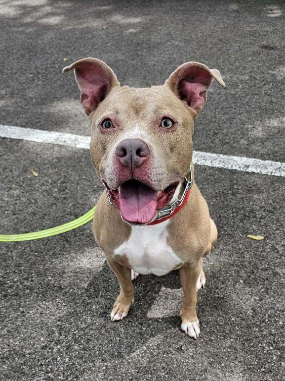 Mina, a Adoptable Pit Bull Terrier in Roselle, IL image 3/3