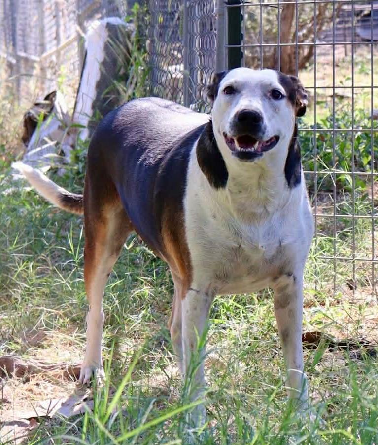 Enlarge Shirley, a Adoptable mixed breed in Buffalo, NY image 4/5