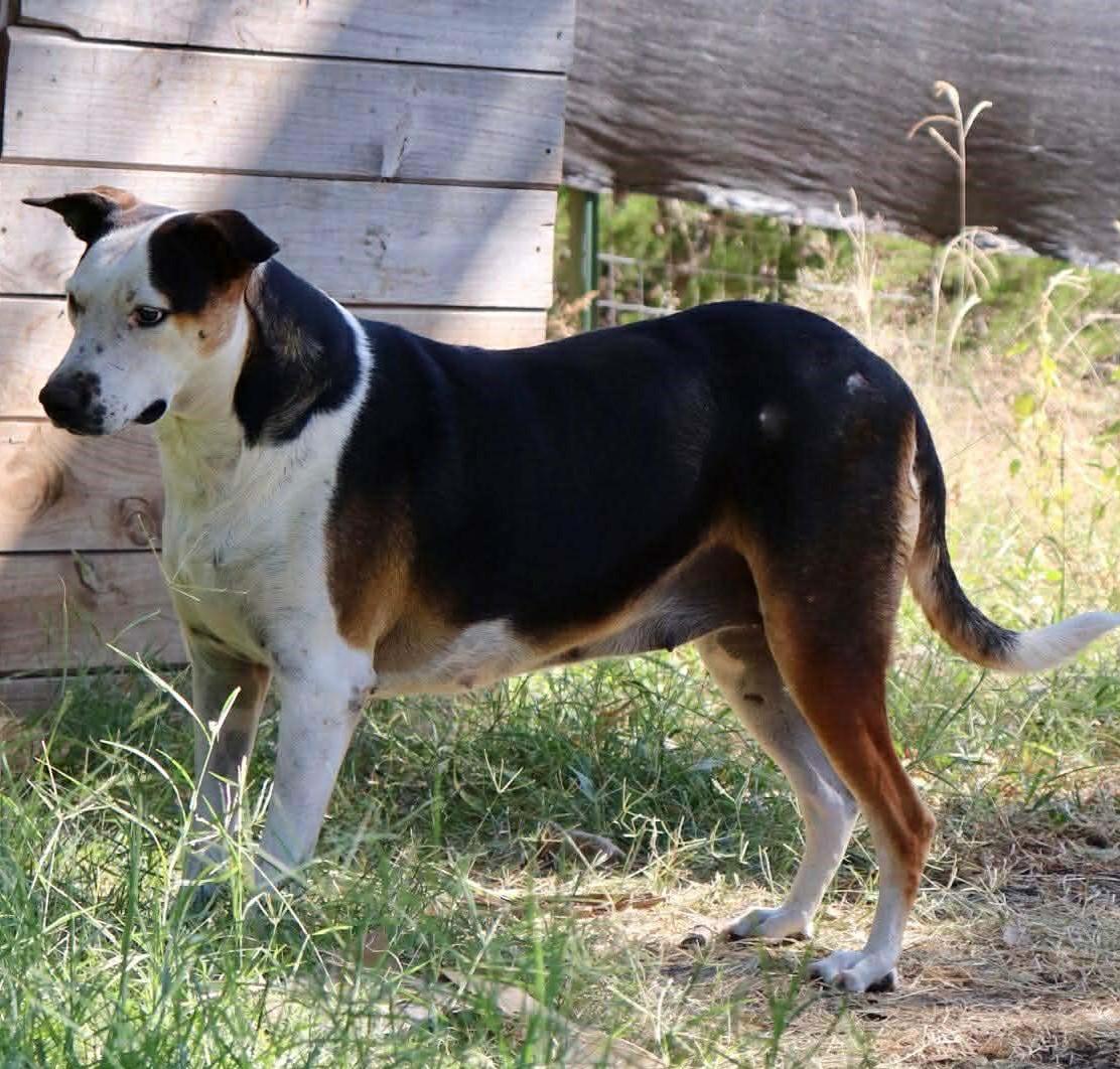 Enlarge Shirley, a Adoptable mixed breed in Buffalo, NY image 3/5