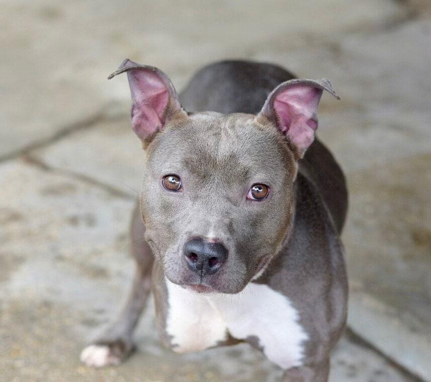 DIAMOND, Adoptable, Adult Female Terrier.