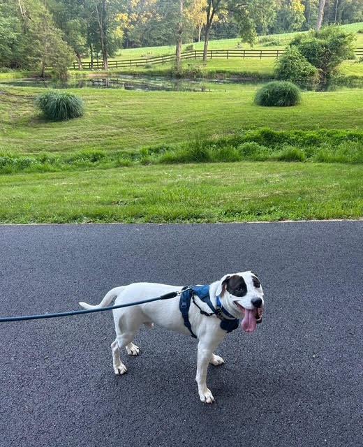 Enlarge Snoopy, an adoptable mixed breed in Hummelstown, PA image 1/6
