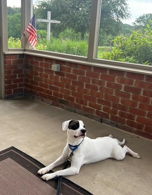 Enlarge Snoopy, an adoptable mixed breed in Hummelstown, PA image 2/6