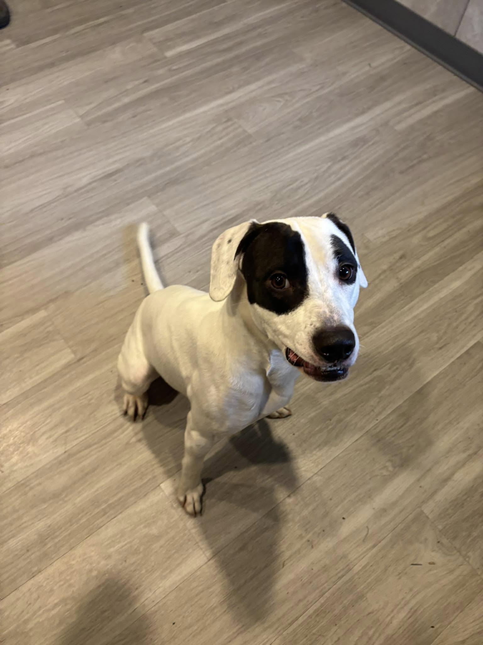 Enlarge Snoopy, an adoptable mixed breed in Hummelstown, PA image 3/6