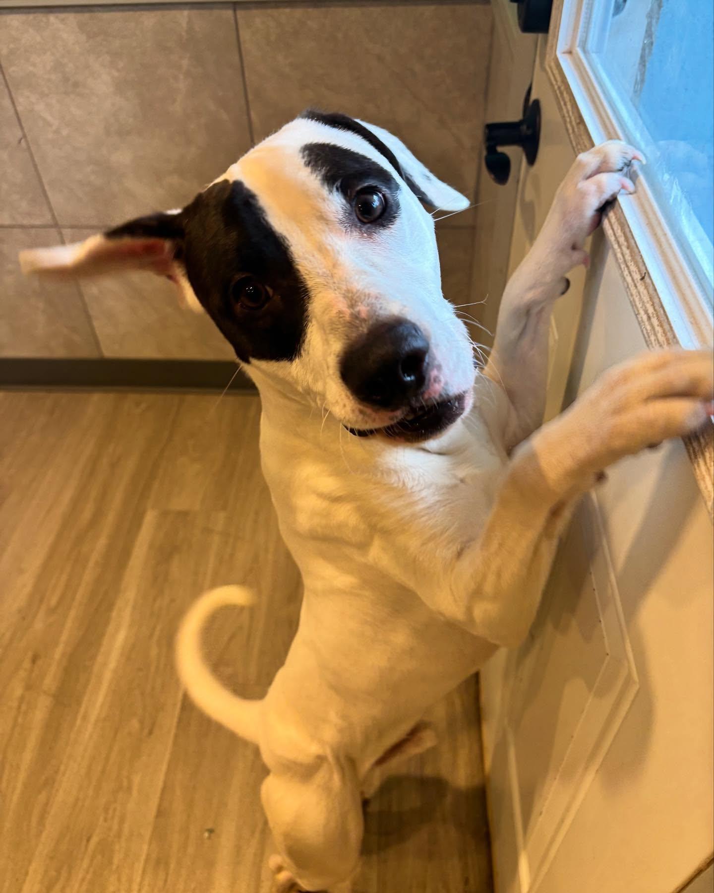 Enlarge Snoopy, an adoptable mixed breed in Hummelstown, PA image 5/6