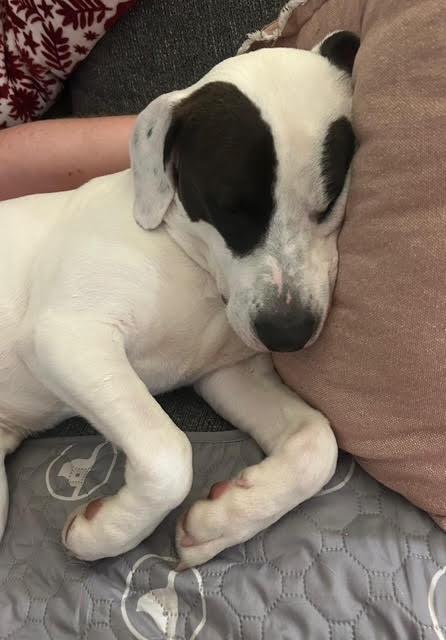 Enlarge Snoopy, an adoptable mixed breed in Hummelstown, PA image 6/6