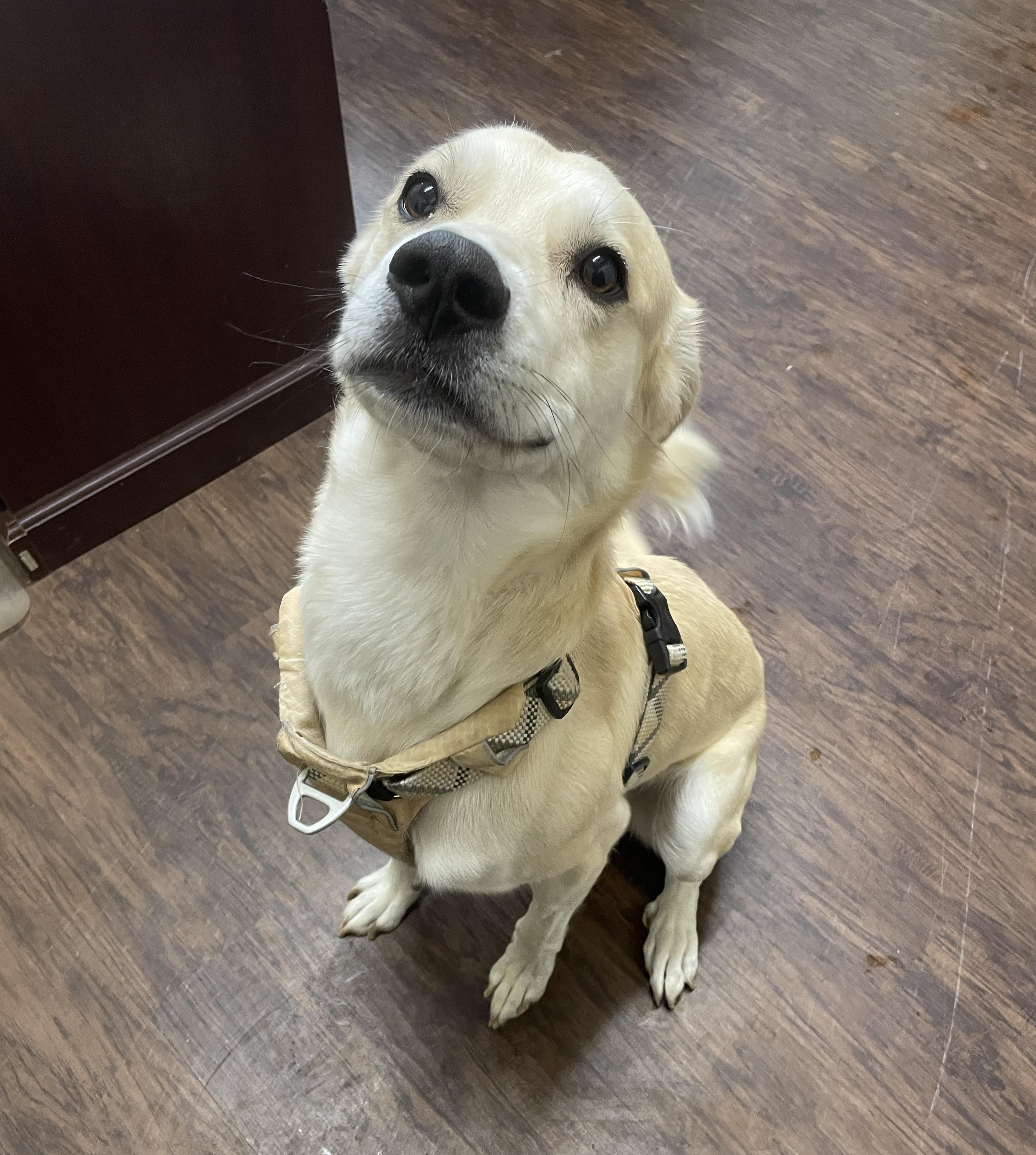 Buddy, a Adopted mixed breed in Rome, NY image 2/2