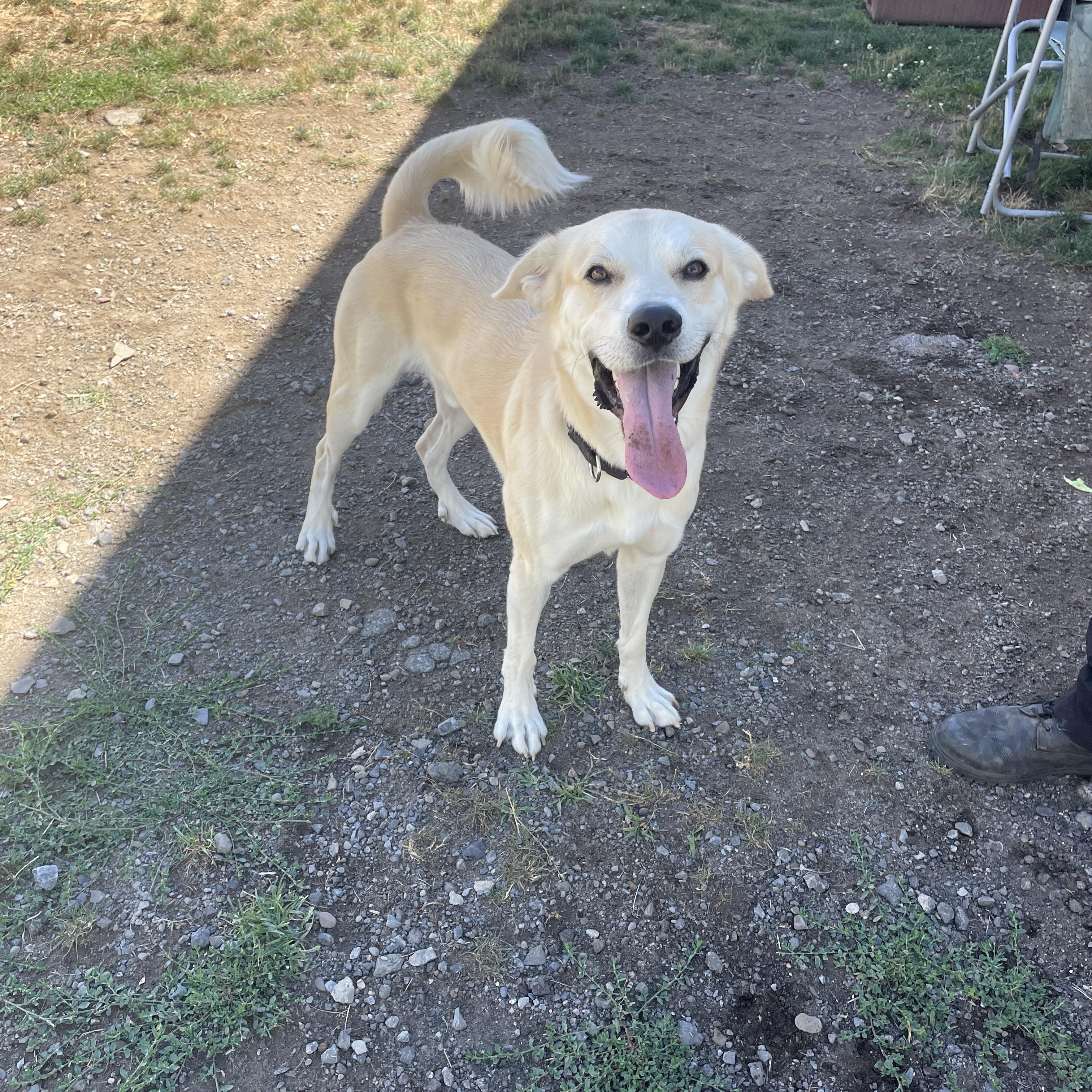 Buddy, a Adopted mixed breed in Rome, NY image 1/2