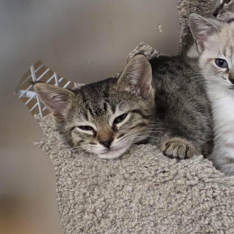 Enlarge Elsa, an adopted Domestic Short Hair in San Anselmo, CA image 1/2