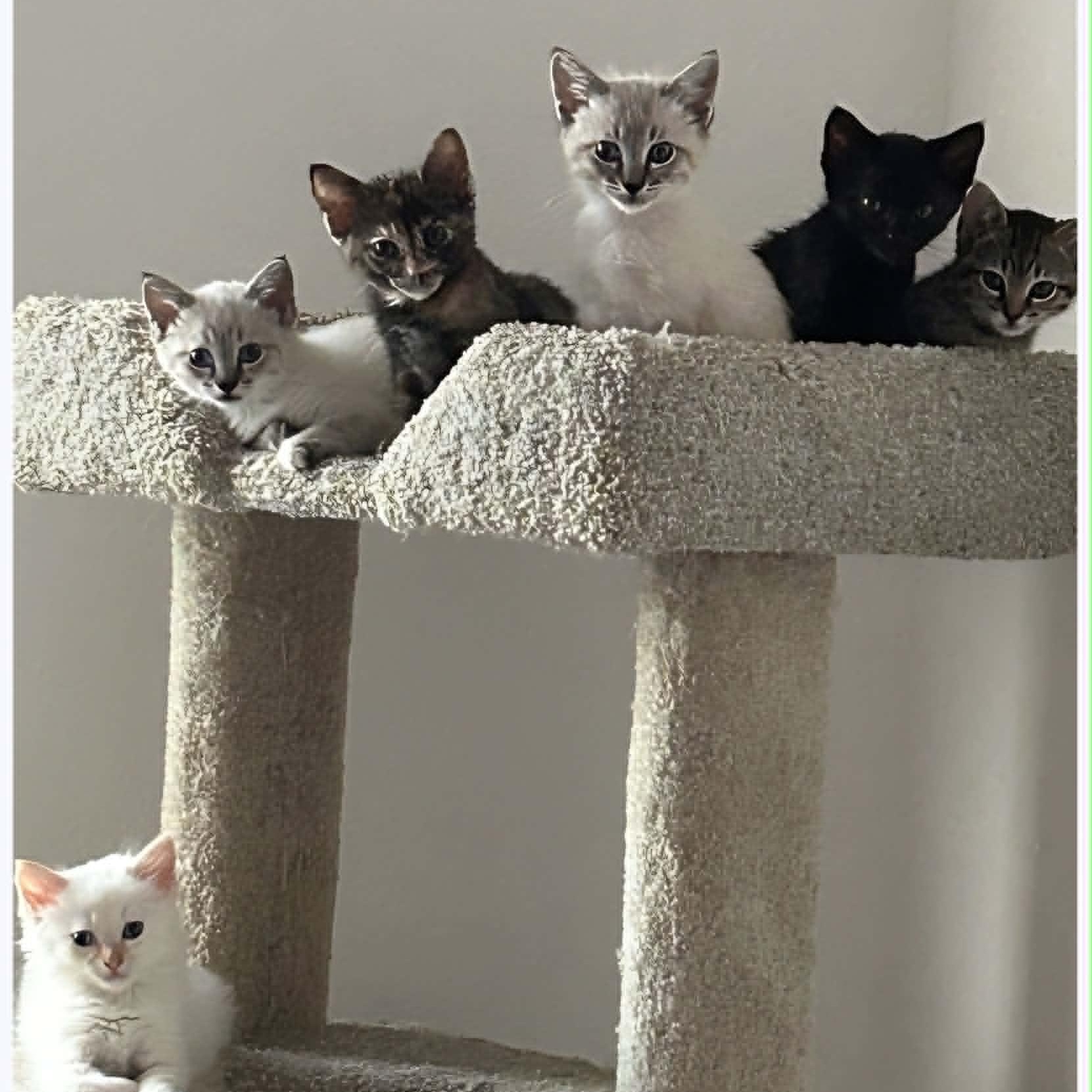 Enlarge Elsa, an adopted Domestic Short Hair in San Anselmo, CA image 2/2