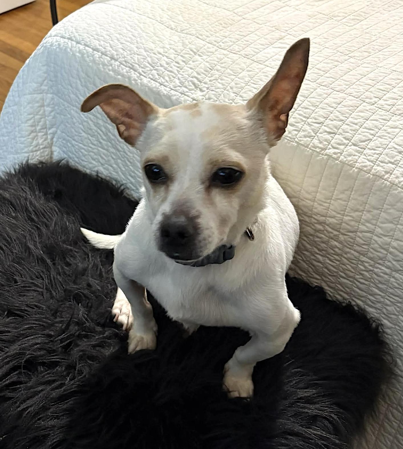 Enlarge Milk, an adopted mixed breed in Worcester, MA image 2/3