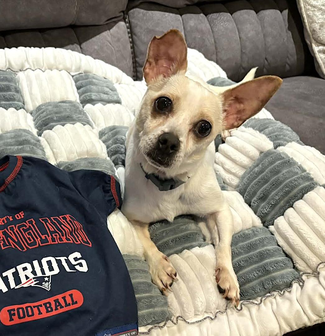 Milk, adopted, Adult Male Chihuahua & Beagle.