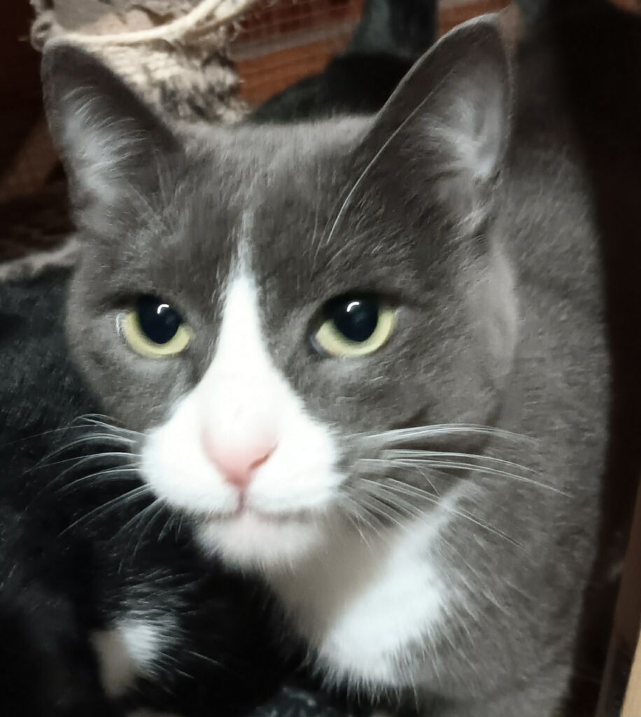Gracie, Adopted, Adult Female Domestic Short Hair.