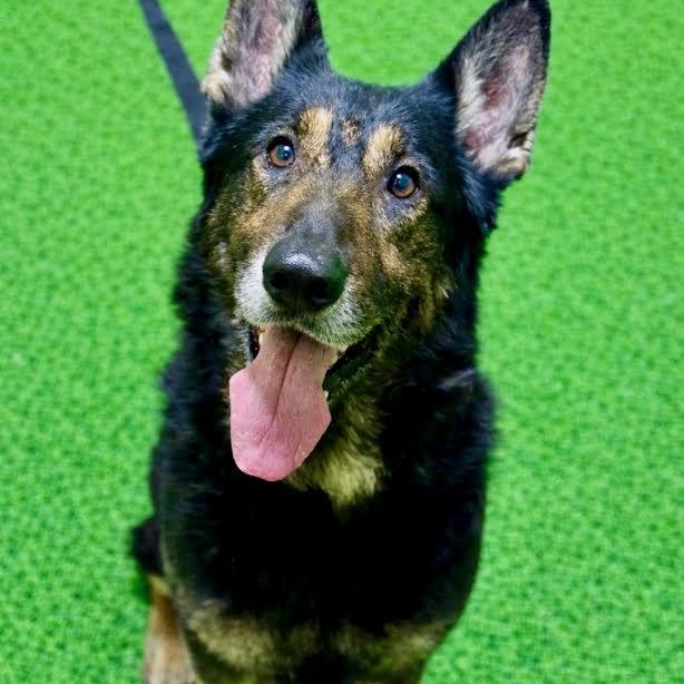 Enlarge Lawrence, an adopted German Shepherd Dog in Battle Creek, MI image 1/1