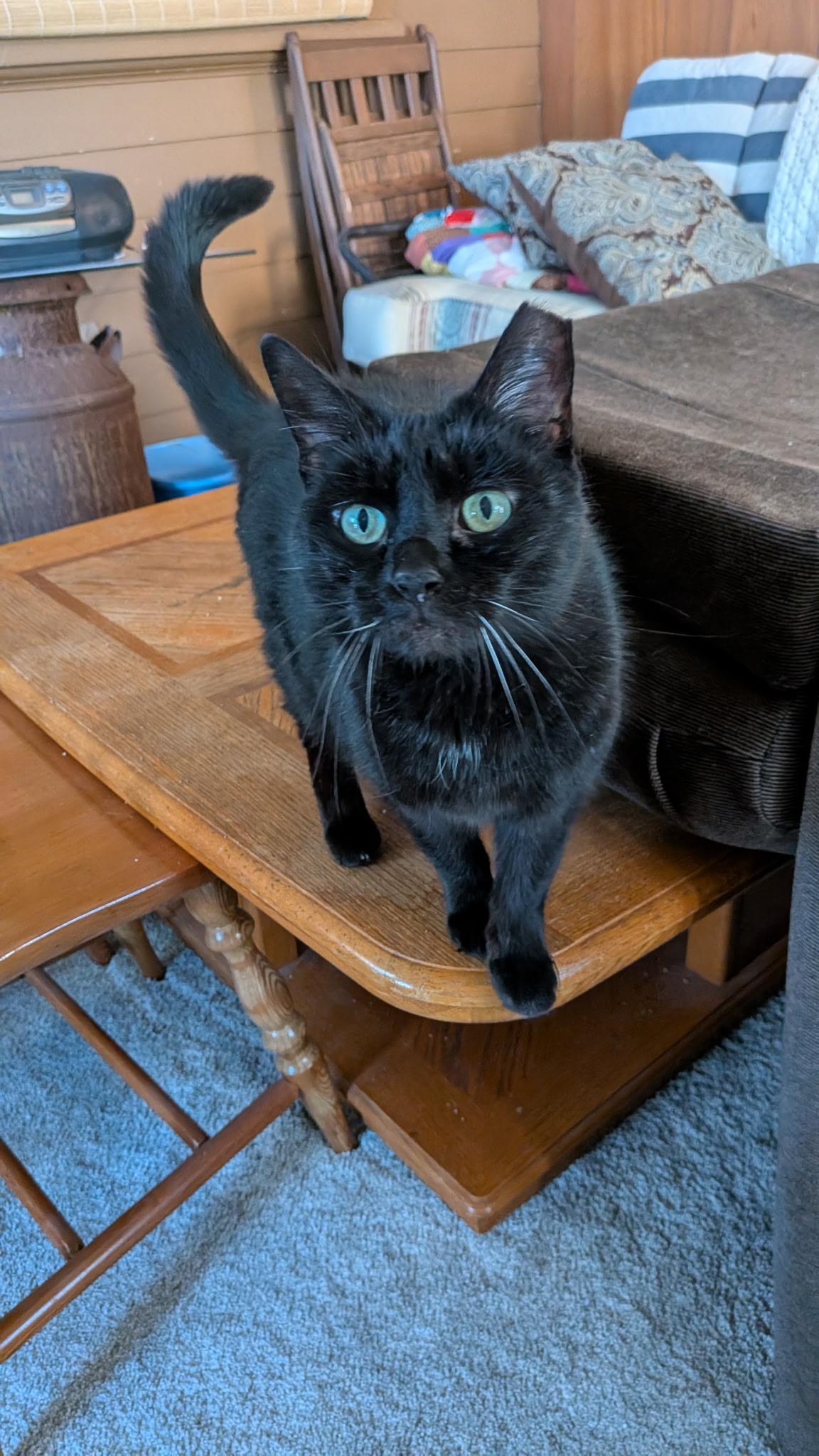 Gypsy, ADOPTABLE, Adult Female Domestic Short Hair.