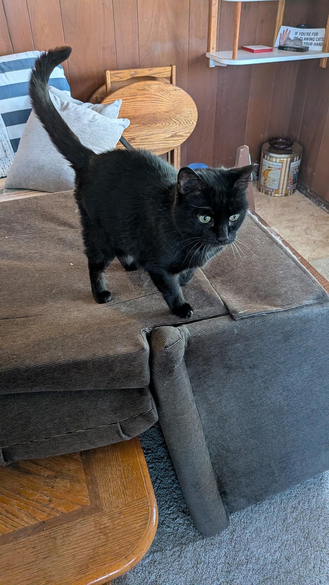 Enlarge Gypsy, a ADOPTABLE Domestic Short Hair in Milwaukee, WI image 2/2