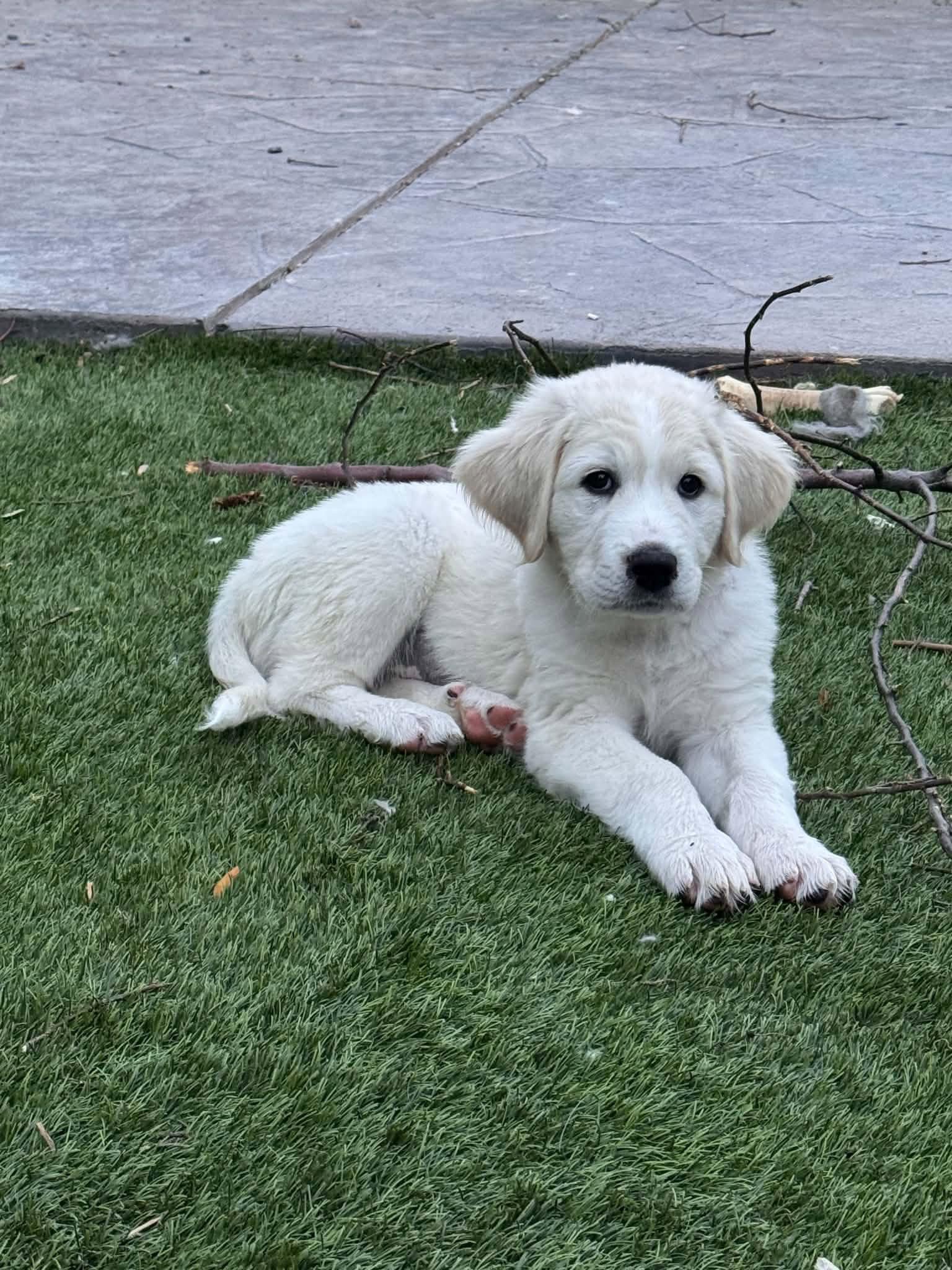 Enlarge Penelope, a Adopted mixed breed in Denver, CO image 2/3
