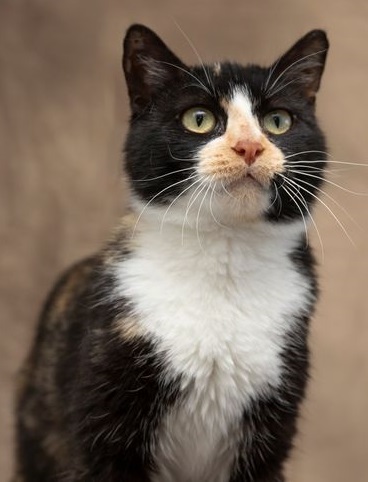 Enlarge Shayna, a Adopted Domestic Short Hair in Creston, IA image 1/4