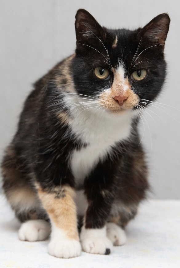 Enlarge Shayna, a Adopted Domestic Short Hair in Creston, IA image 2/4