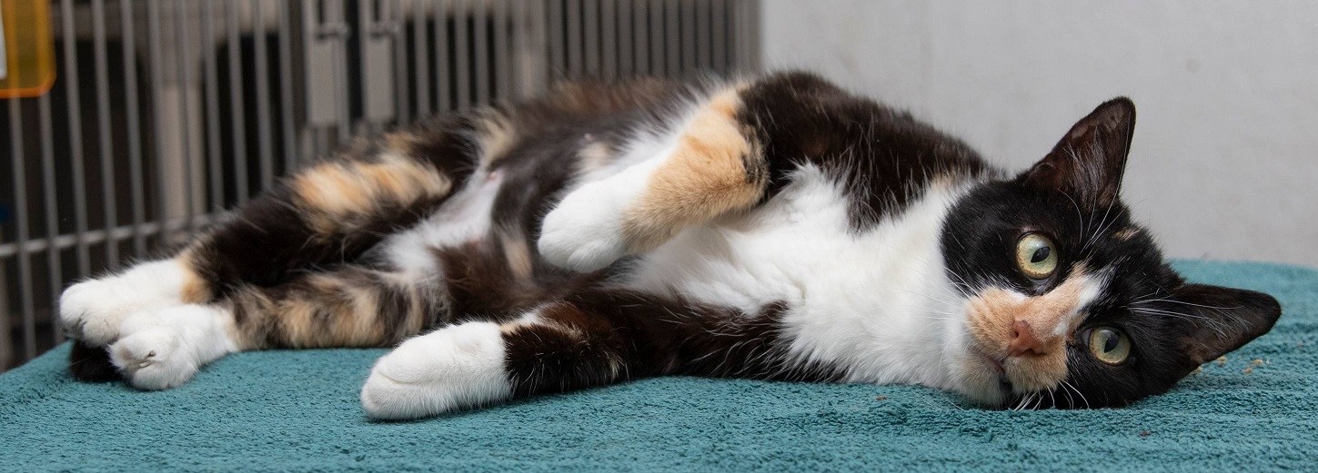 Enlarge Shayna, a Adopted Domestic Short Hair in Creston, IA image 3/4