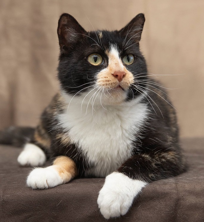 Enlarge Shayna, a Adopted Domestic Short Hair in Creston, IA image 4/4