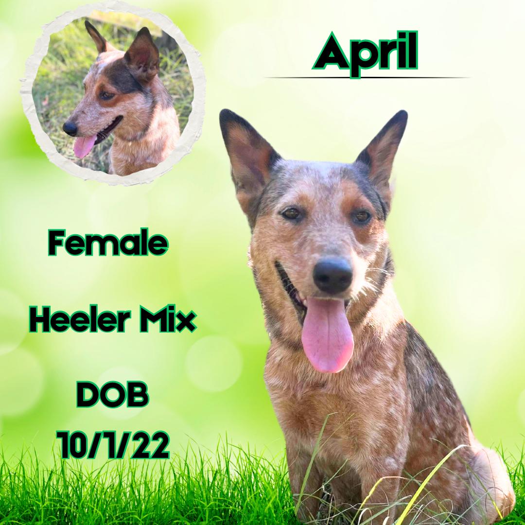 Dog for adoption April, an Australian Cattle Dog / Blue Heeler Mix in