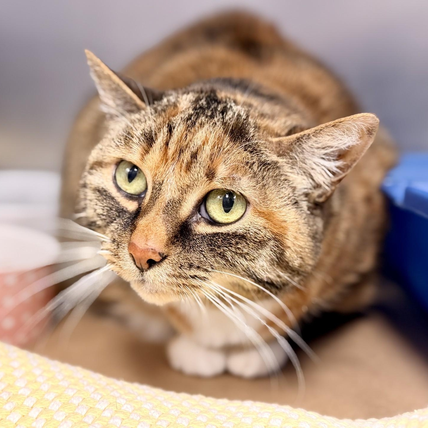 Chloe, Adoptable, Senior Female Domestic Short Hair.
